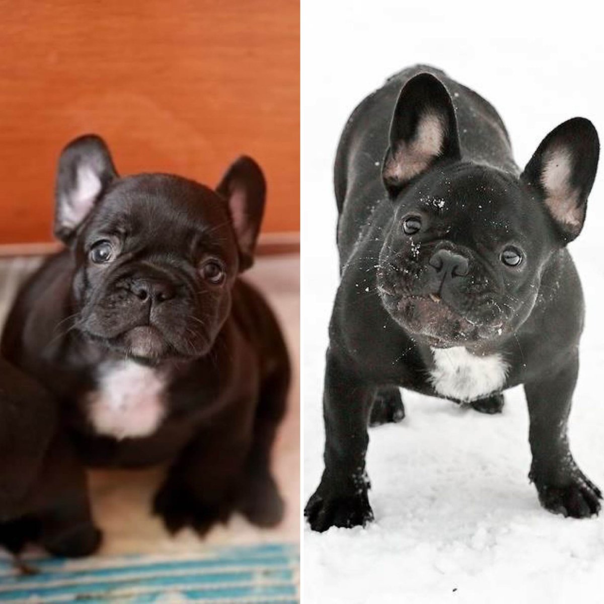 Голубо подпалый французский бульдог