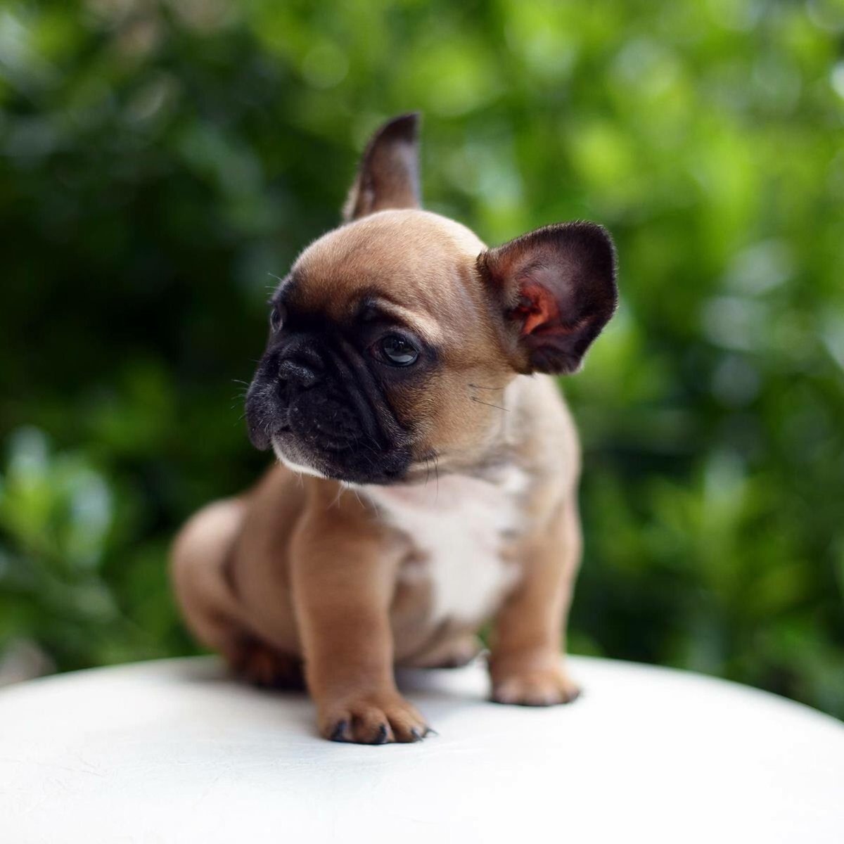 Французский бульдог Мерлен