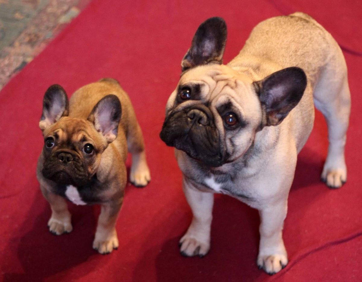 Голубо палевый французский бульдог