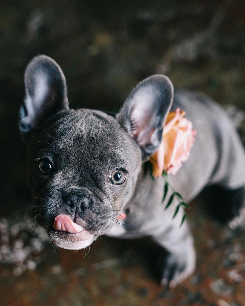 Карликовый французский бульдог