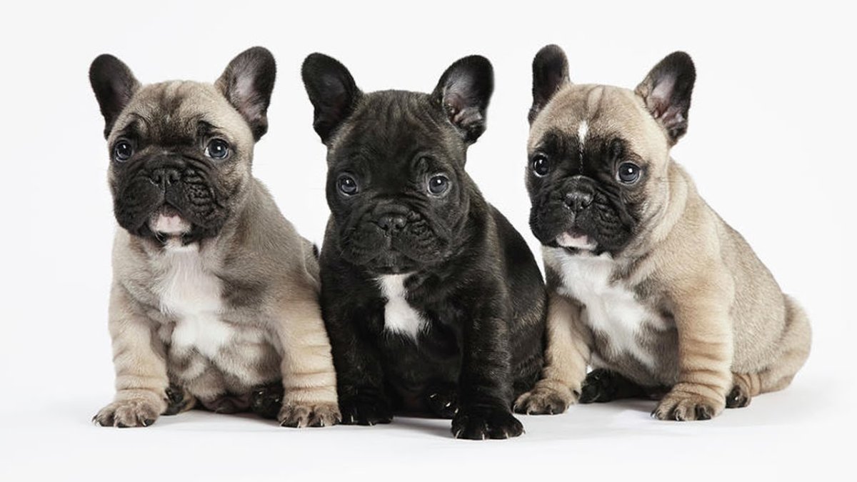 Карликовый французский бульдог