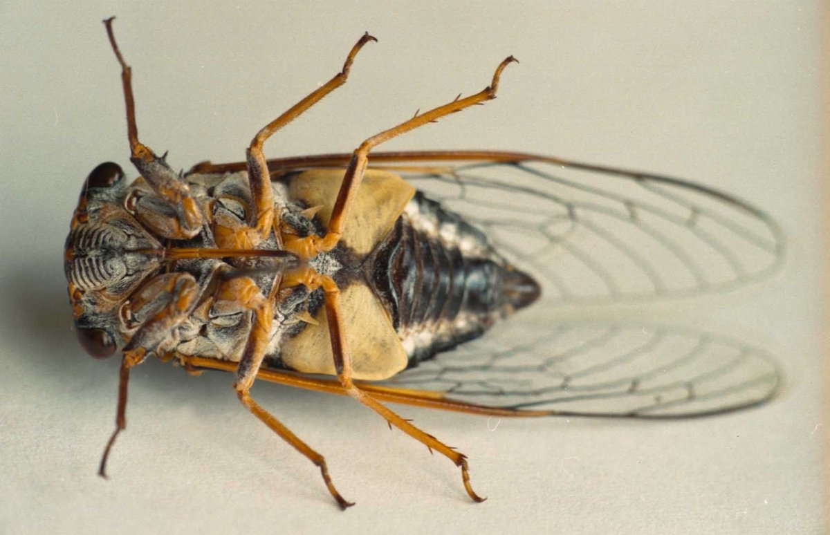 Беременный богомол