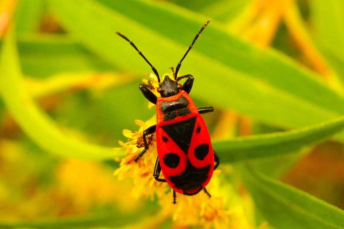 Большая Гарпия гусеница