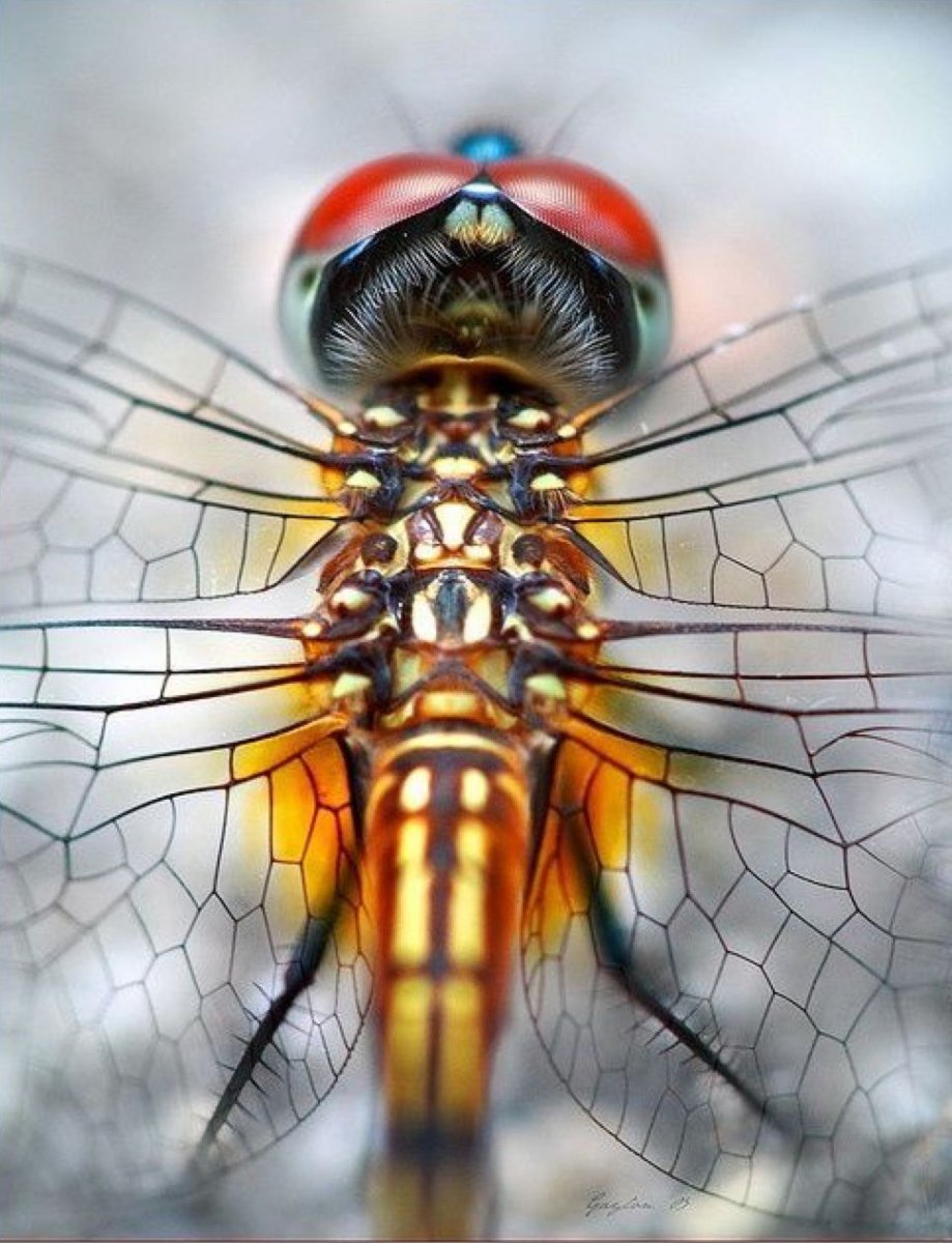 Насекомые иллюстрации