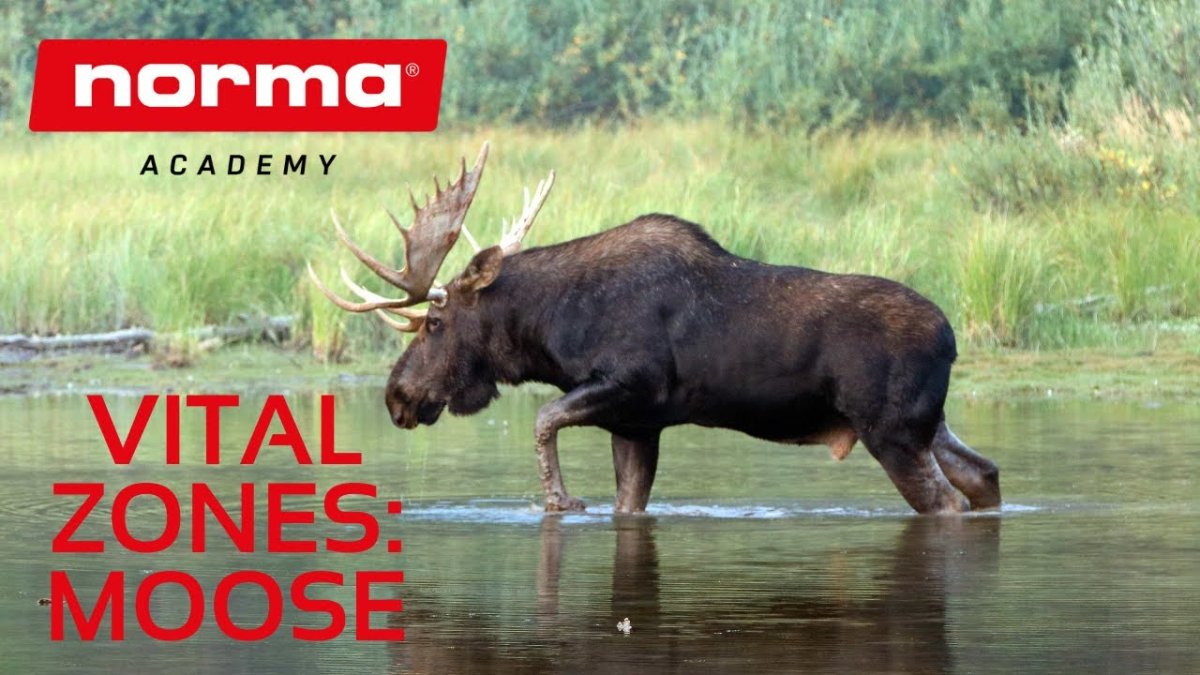 Животные Карелии Лось