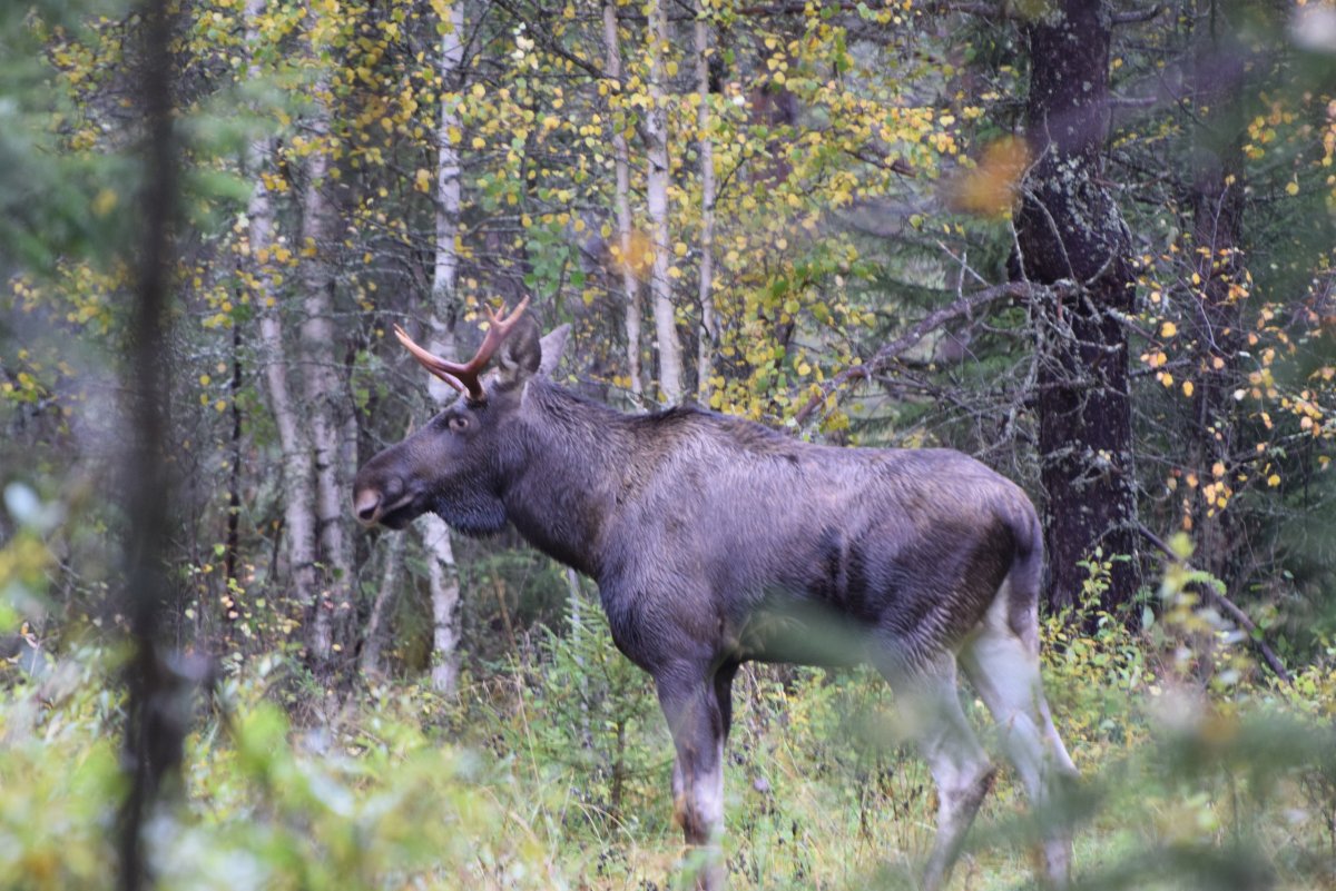 Костомукшский заповедник Лось