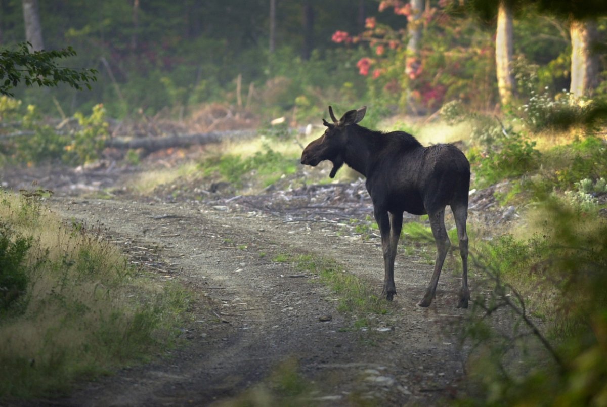 Карельский Лось