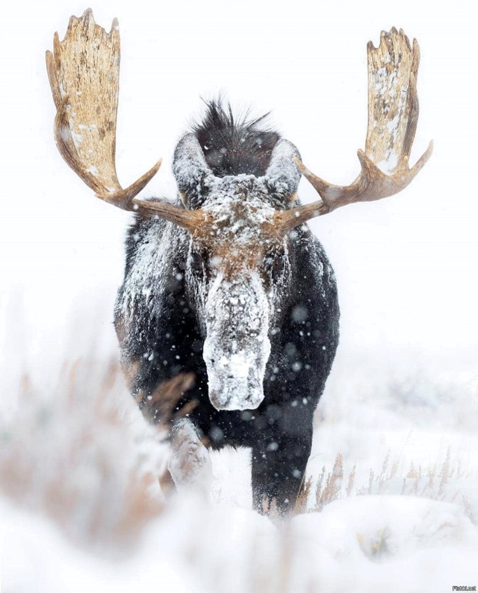 Лось в зимнем лесу