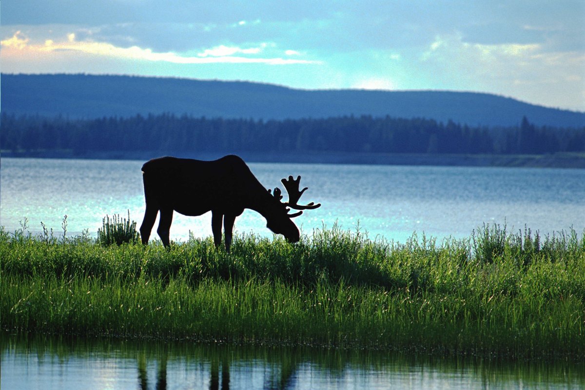 Национальный парк русский Север Карелия Лось