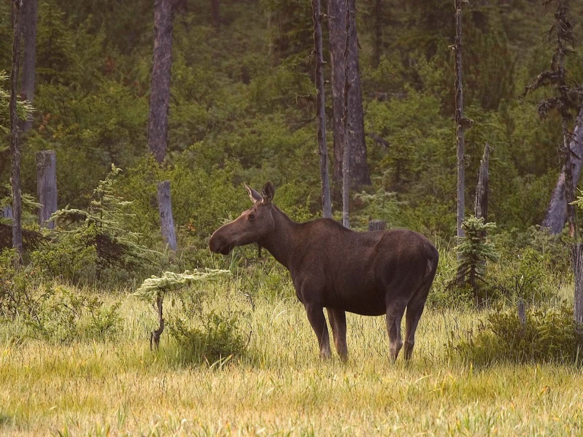 Уссурийский Амурский Лось