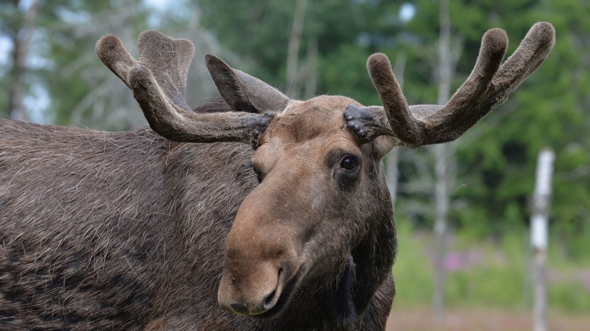 Йеллоустонский парк Лось