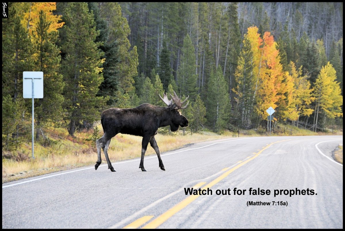 Лось в Норвегии