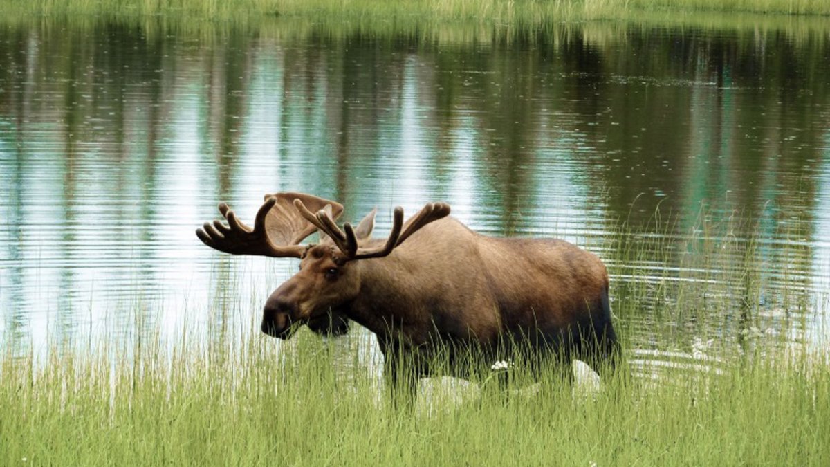 Лось в Марий Эл