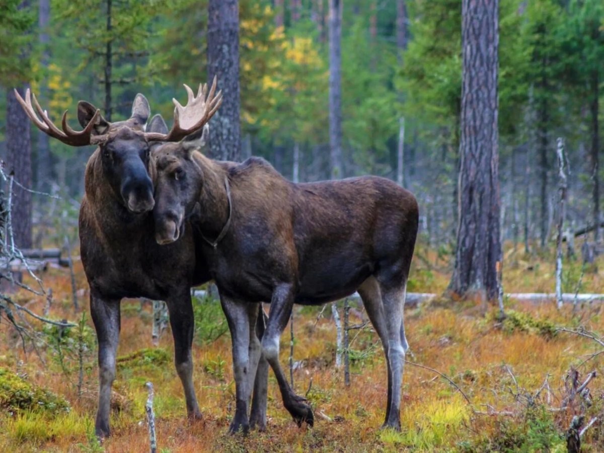 Лосиная ферма Печоро-Илычского заповедника