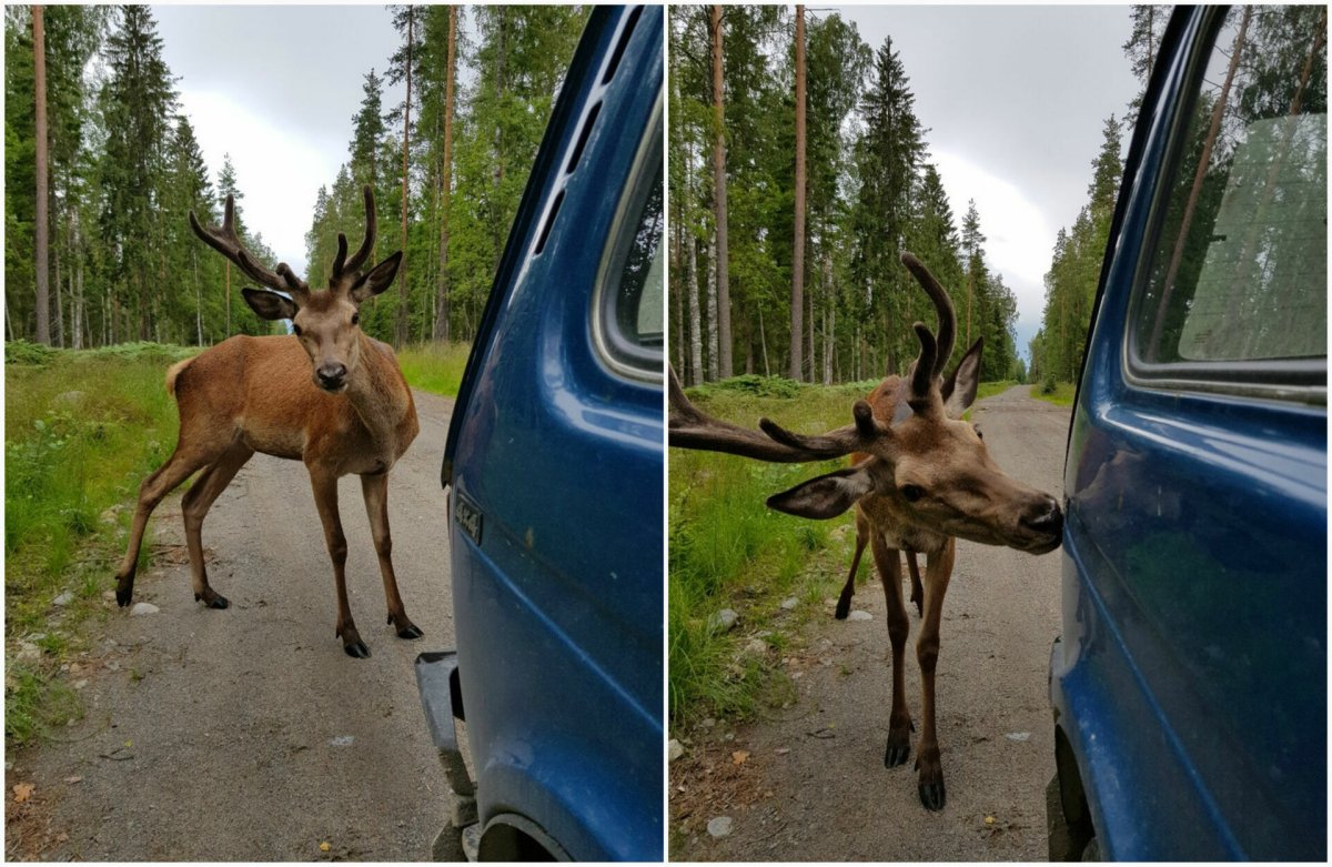 Оленёнок на дороге