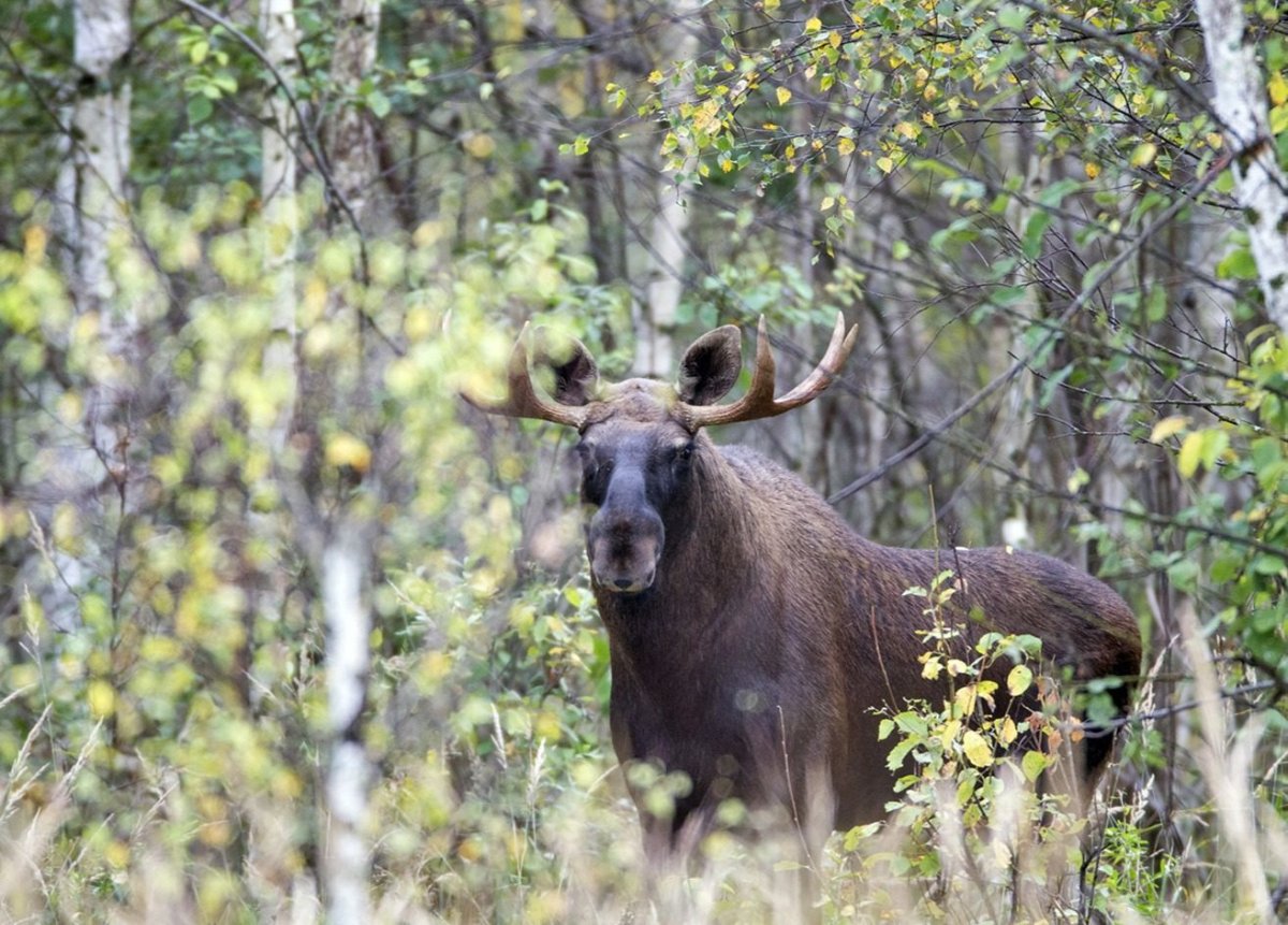Лось Лапландский заповедник