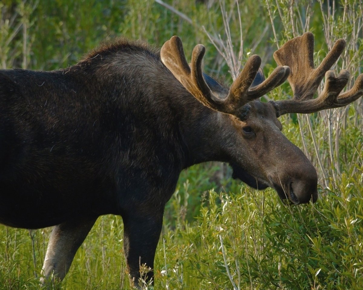Лось в лесу