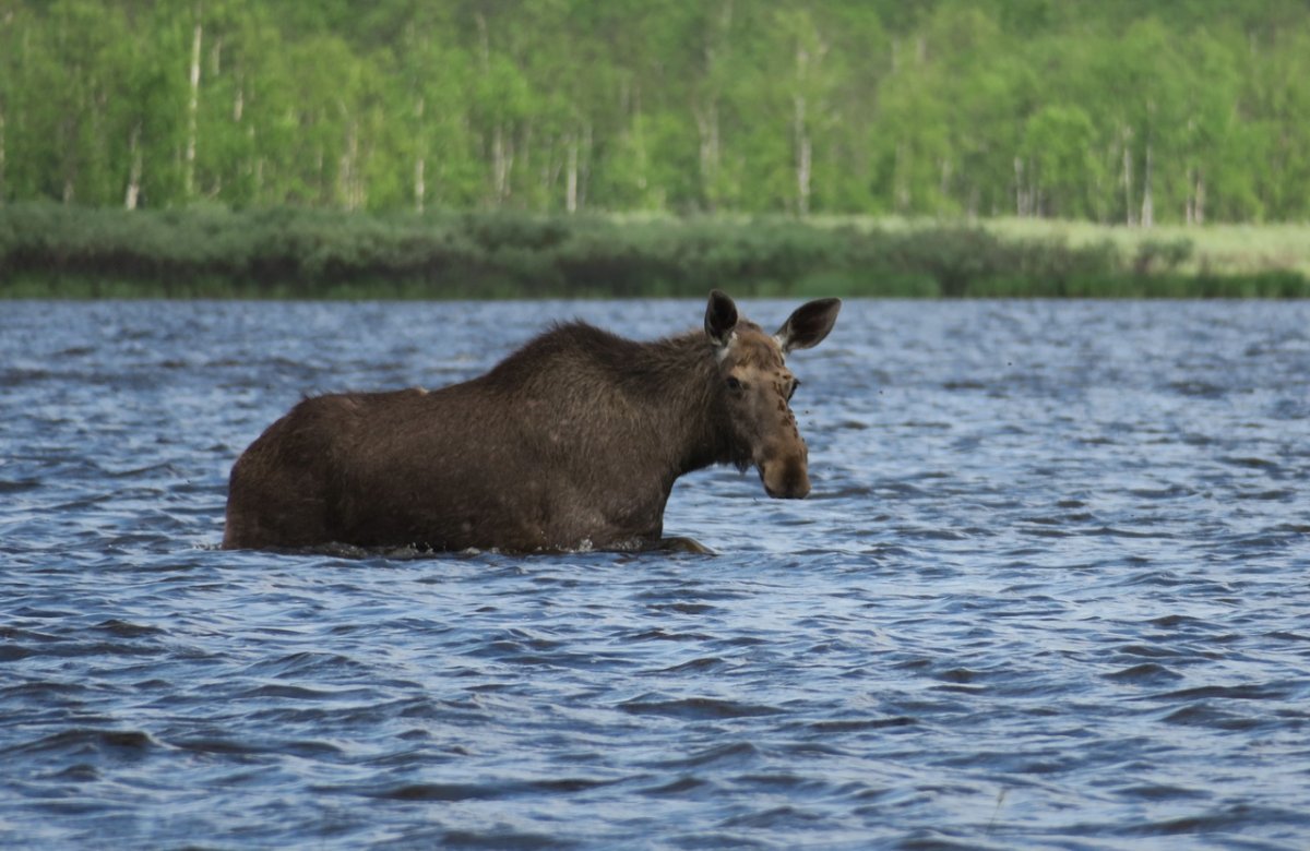 Животные Карелии Лось