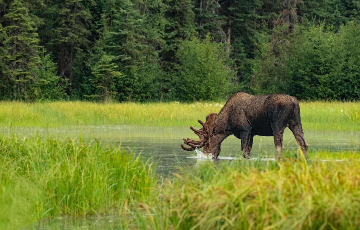 Западно Сибирский Лось