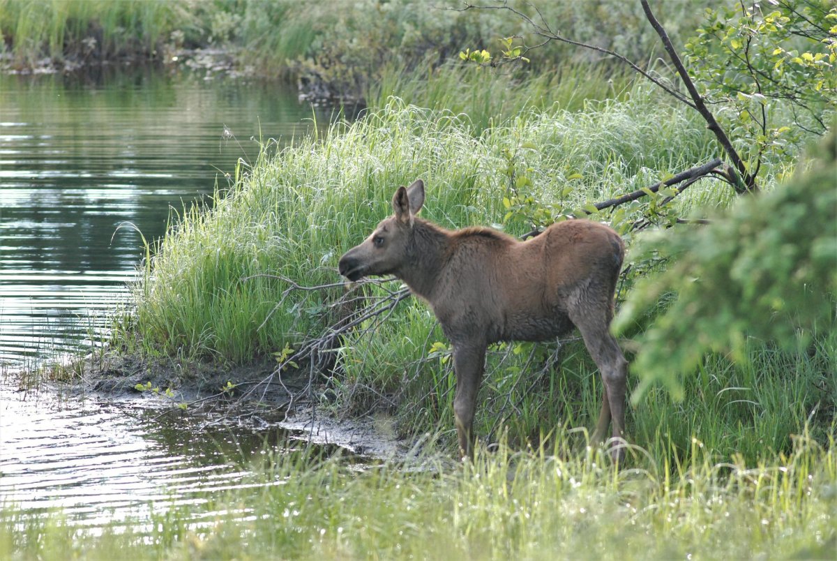 Каспийская лосиха