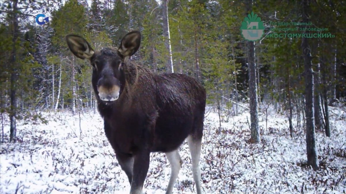 Сохатый Лось Байкал