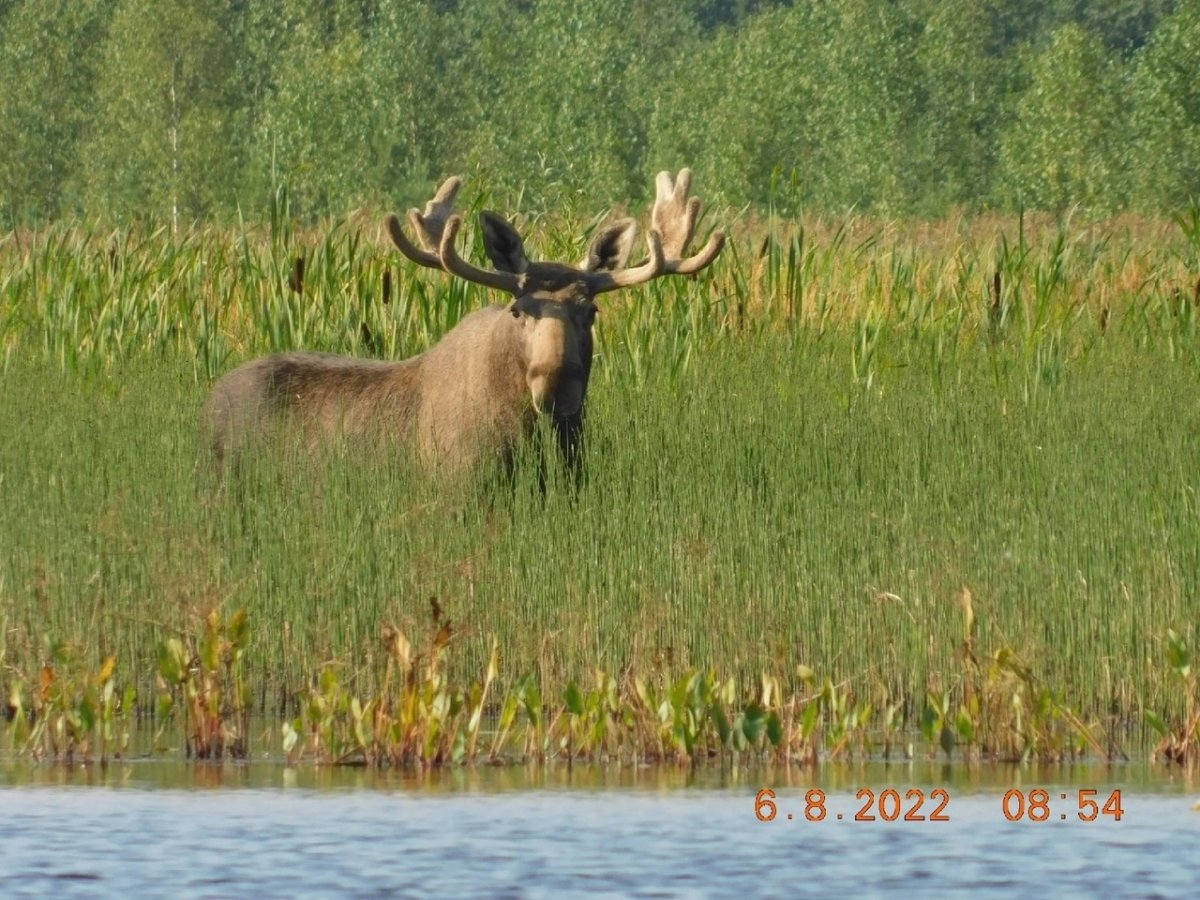 Сибирский (гигантский) Лось
