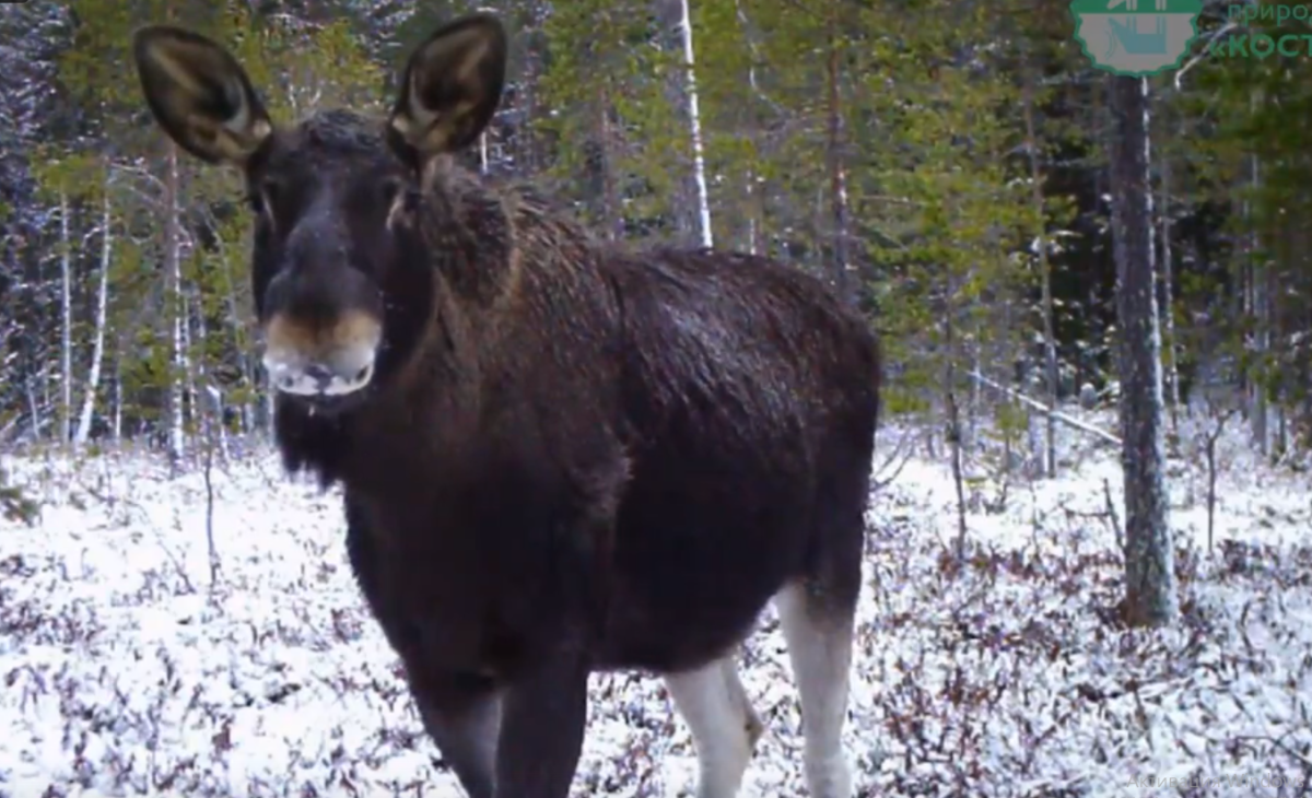 Заповедник лосей на Волге