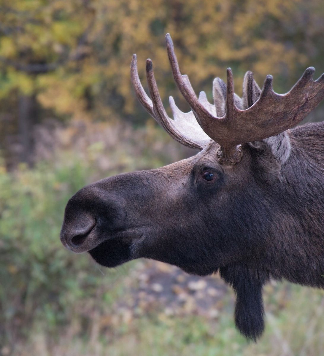 Восточносибирский Лось