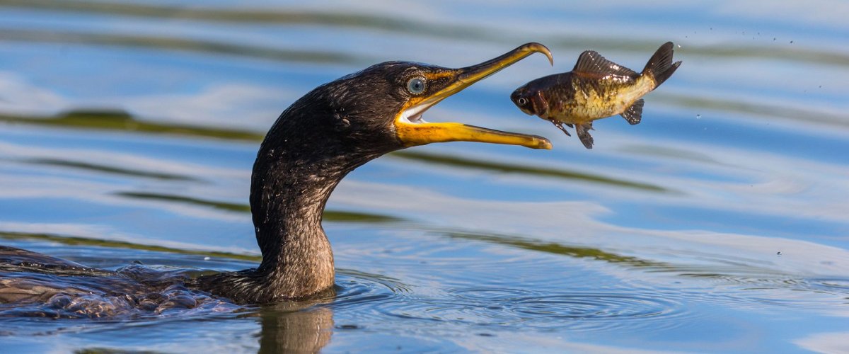 Баклан с рыбой в клюве