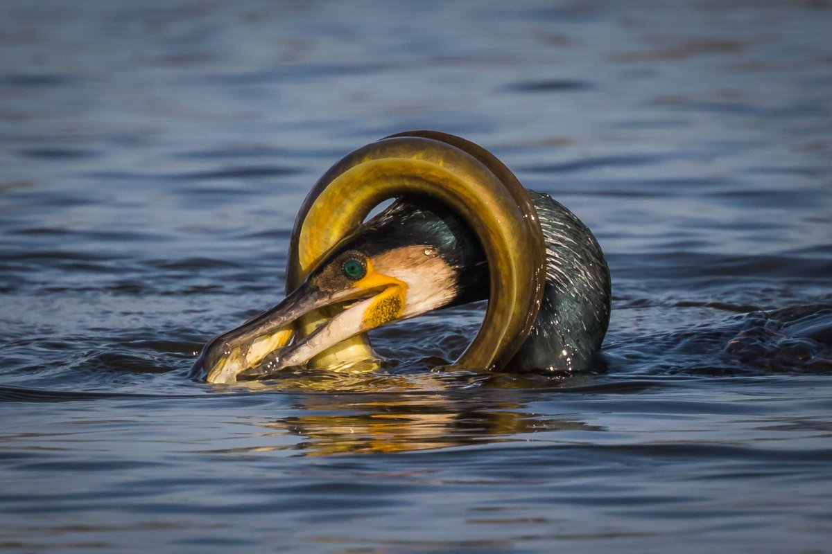 Пеликан глотает рыбу
