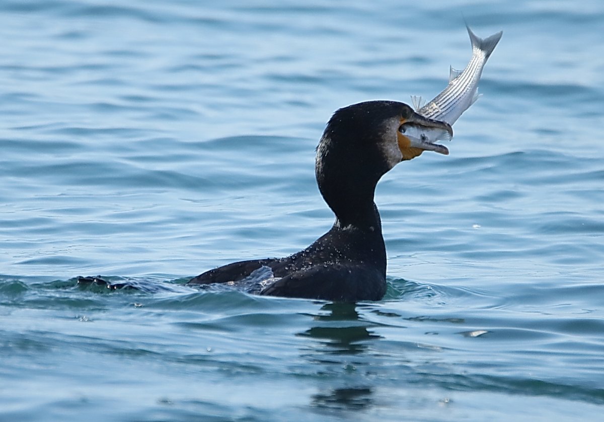 Нырок Черноморский Баклан