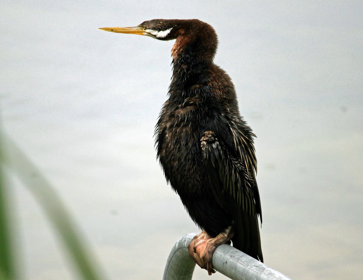 Баклан под водой