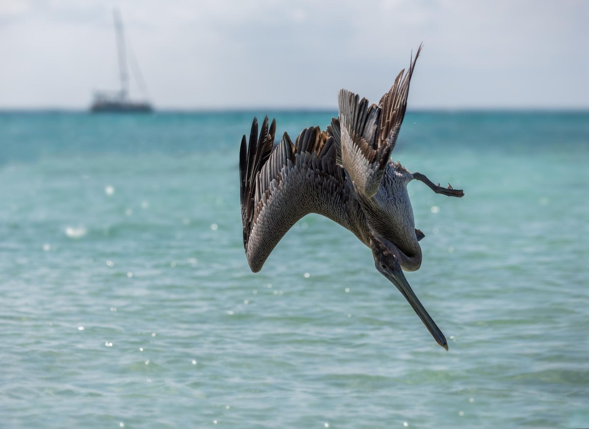 Рыбалка с бакланами в Китае