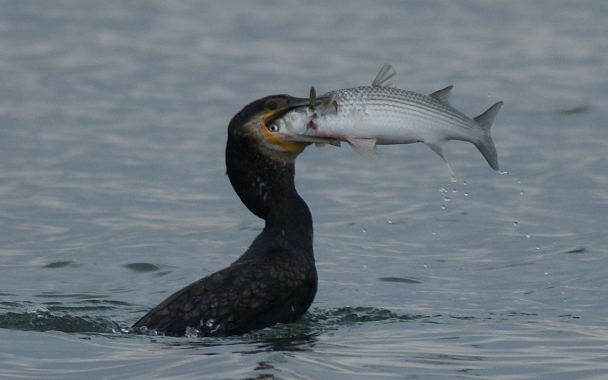 Баклан с рыбой