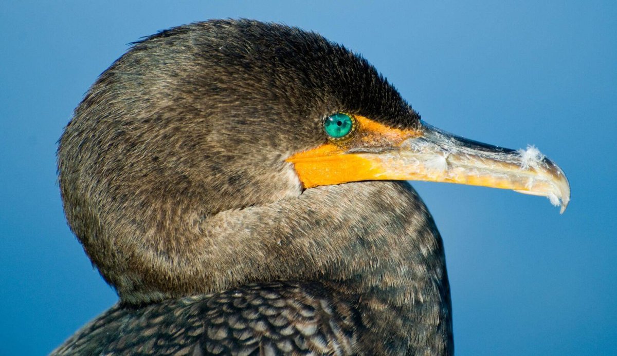 Баклан птица