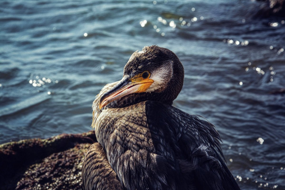 Баклан проглатывает рыбу