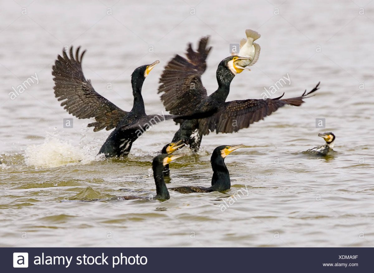 Рыбная ловля с бакланами в Китае