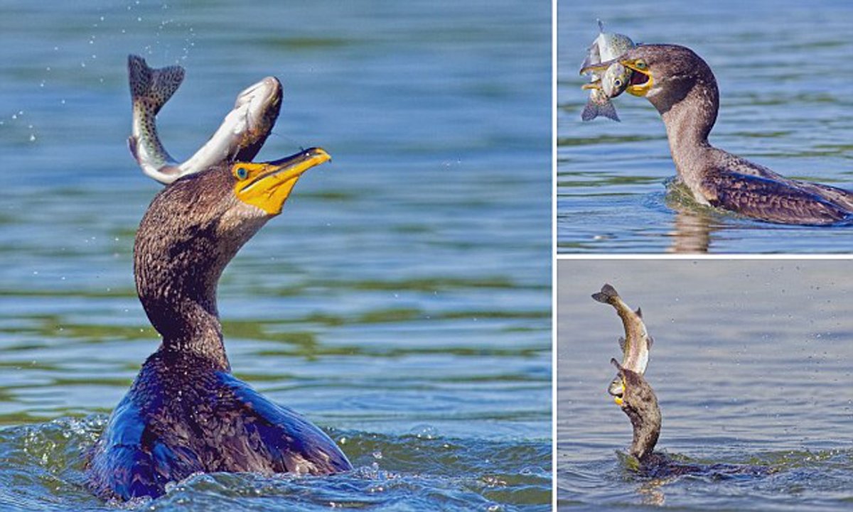 Стеллеров Баклан