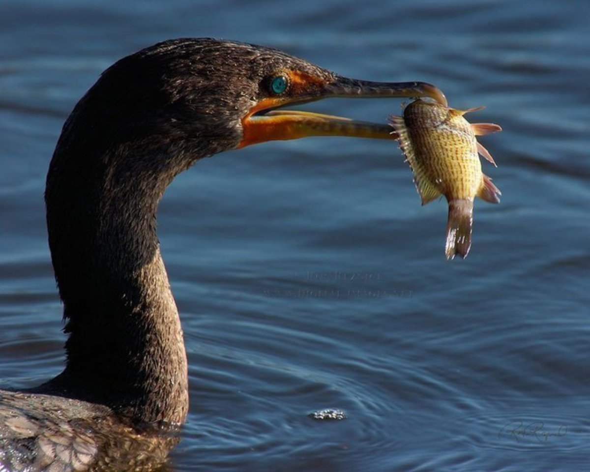 Птицы ныряющие в воду за рыбой