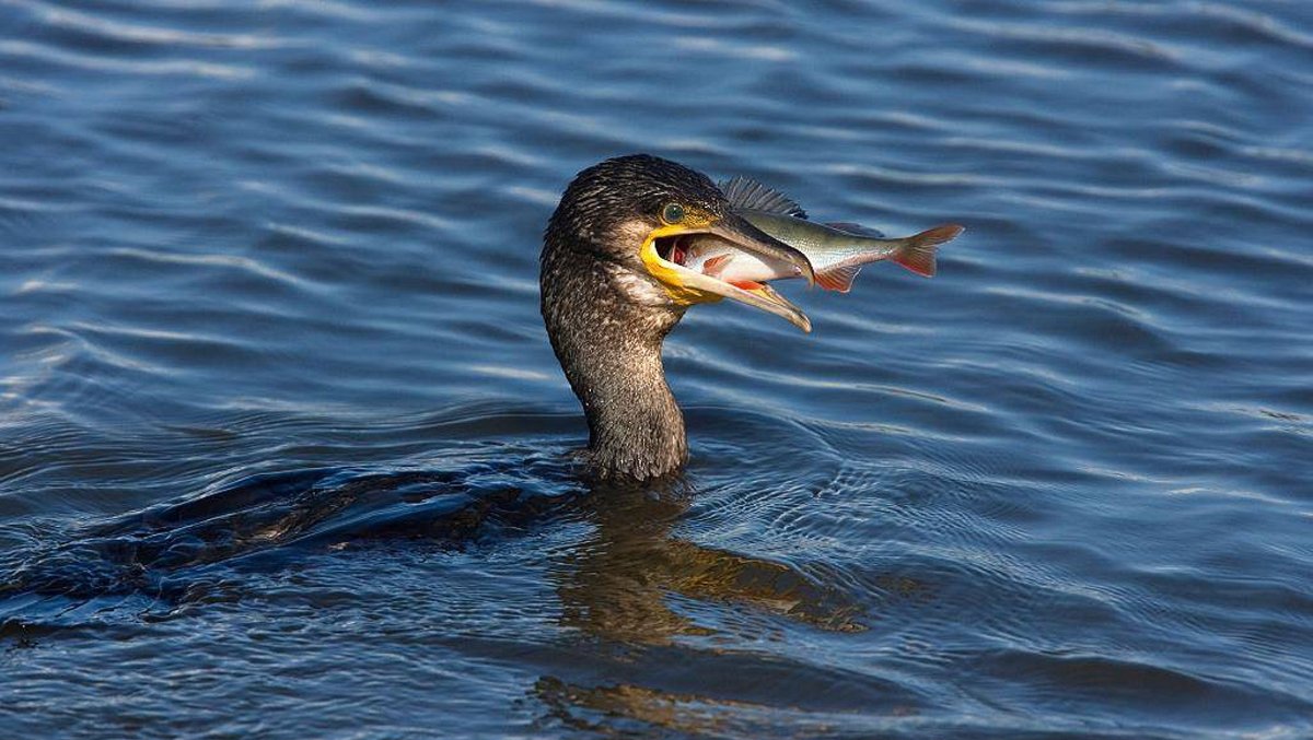 Баклан на реке