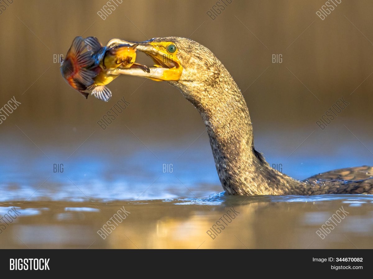 Большой Баклан птица