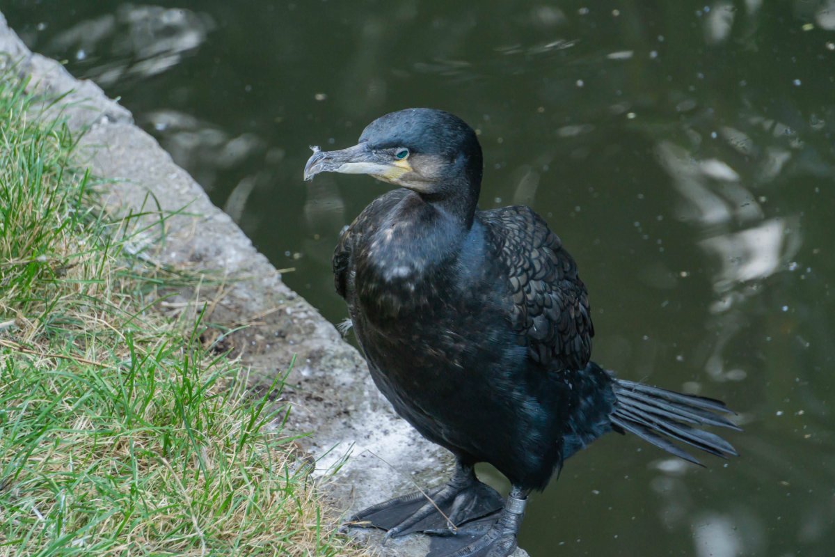 Хищные водоплавающие птицы