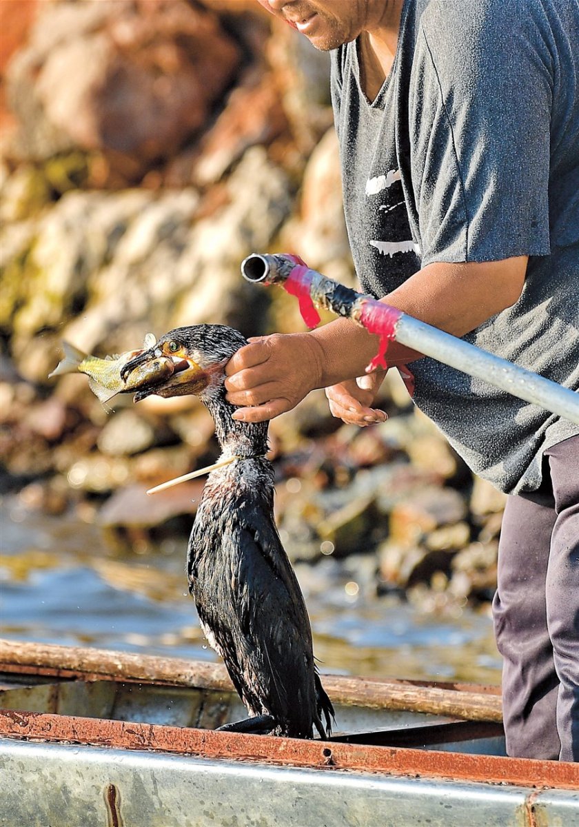 Птицы Питера водоплавающие