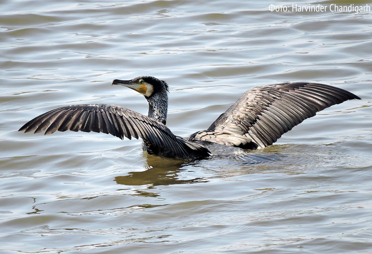 Баклан с рыбой