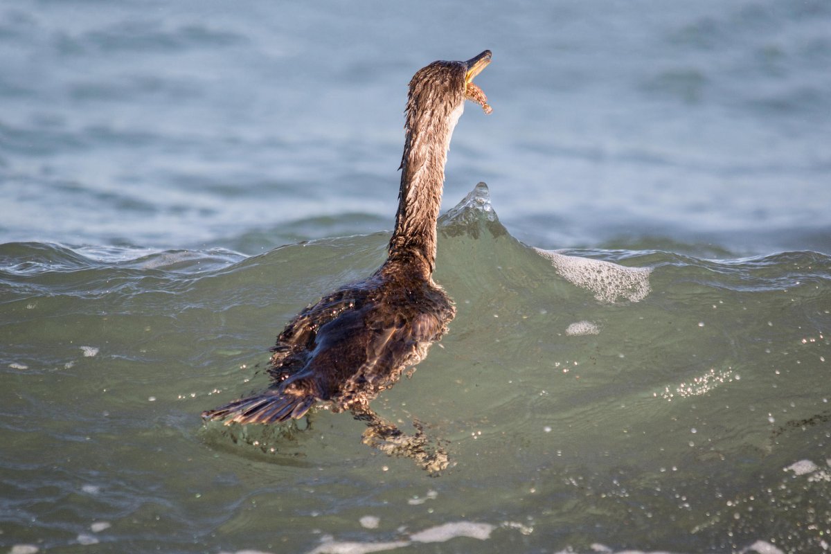 Стеллеров Баклан