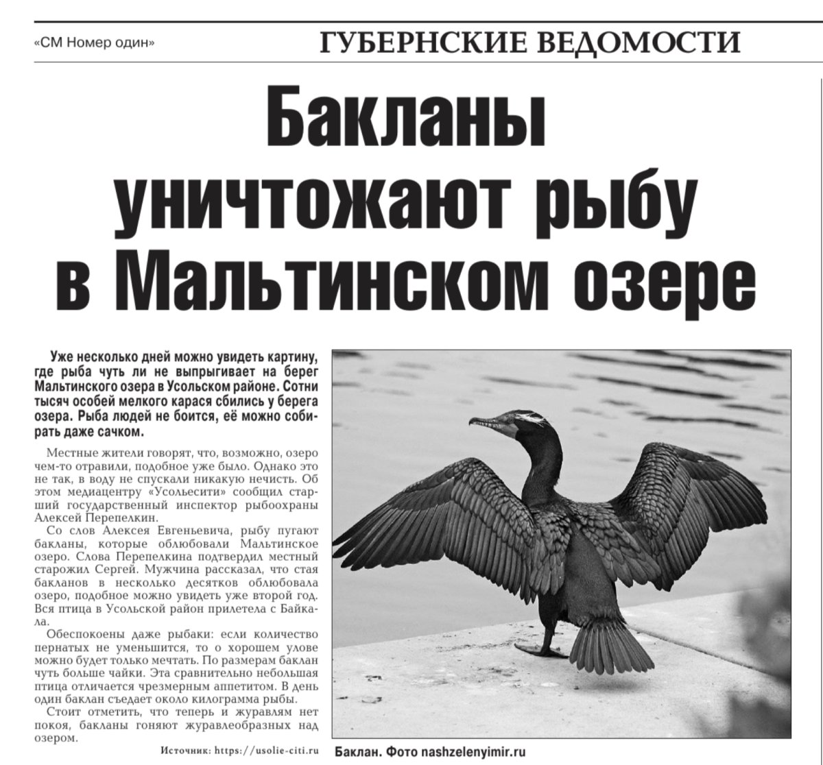 Чомга Черноморская