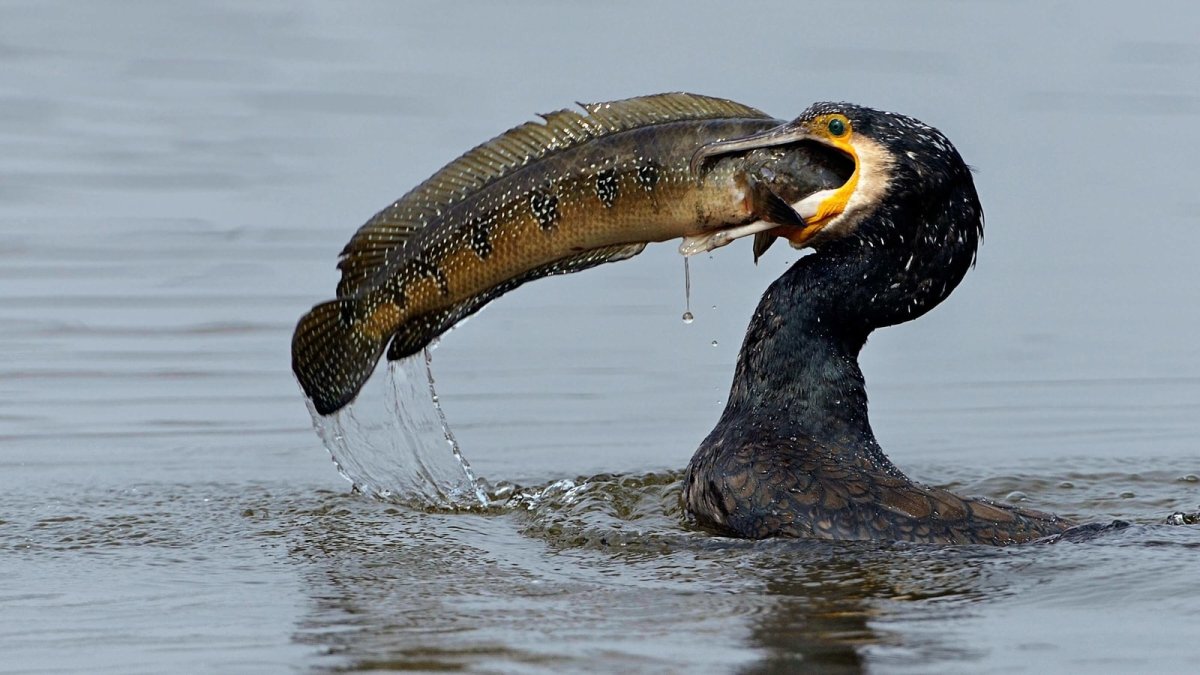 Баклан глотает рыбу