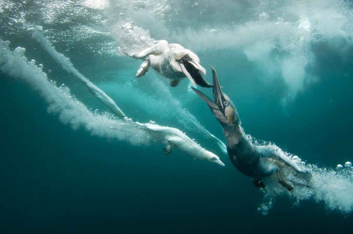 Охота на баклана