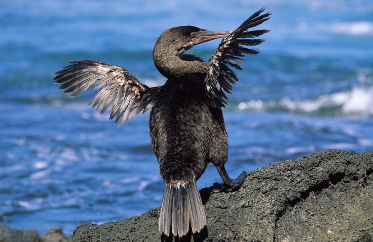 Бакланы на озере