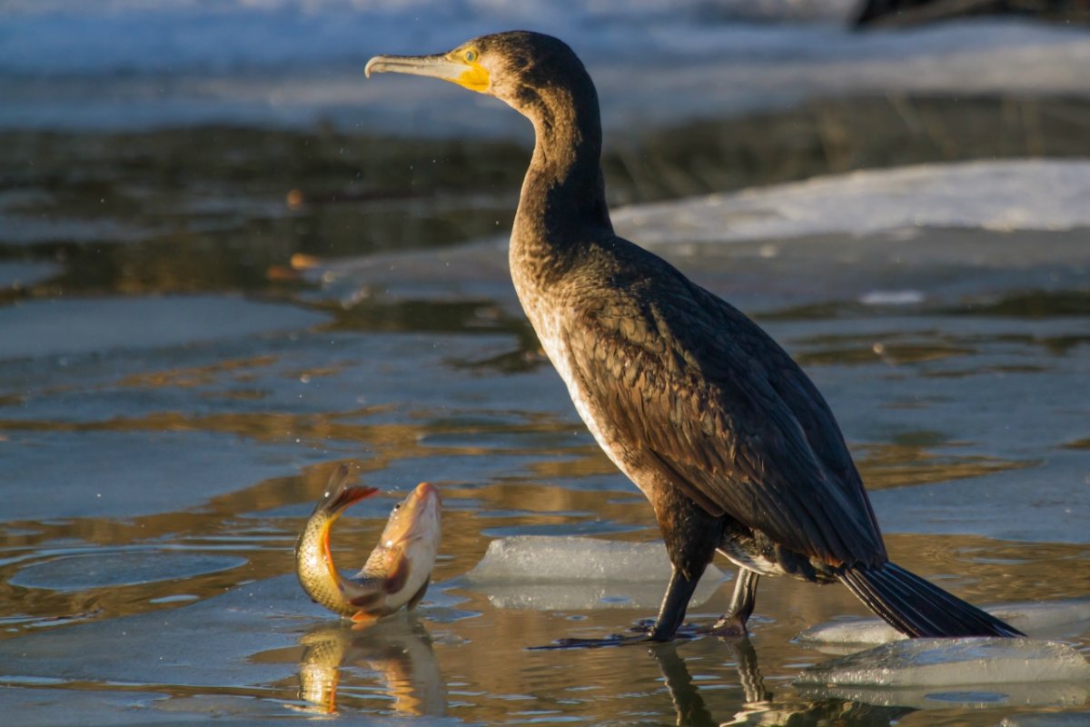 Охота на Бакланов